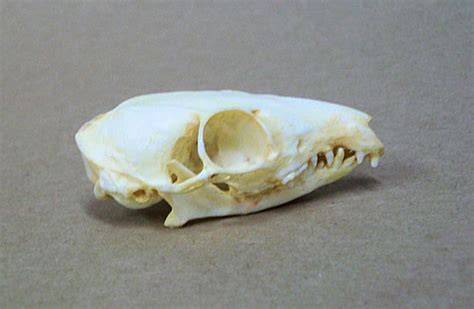 Common Treeshrew Skull Replica - SkeletonsAndSkullsSuperstore