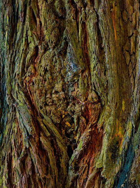 More Redwood tree bark designs. | Nature photography trees, Texture ...