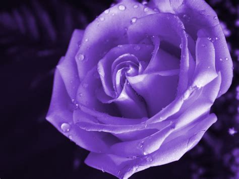 Purple Rose Wallpaper - Wallpaper, High Definition, High Quality, Widescreen