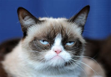 Best Grumpy Cat Memes of All Time: Remembering the Cat After Her Death - Thrillist