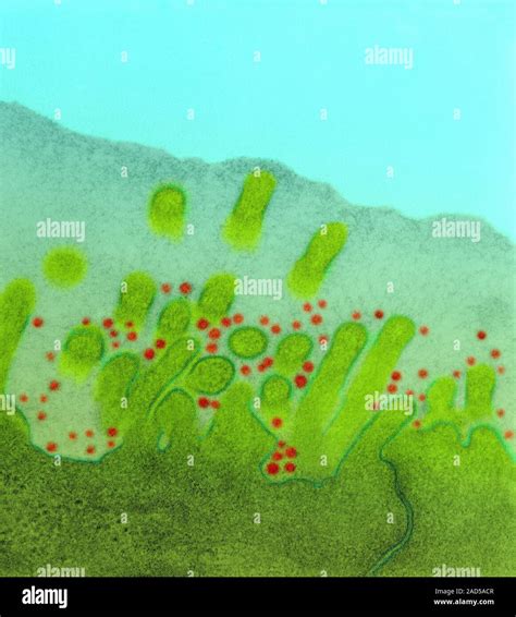 Rhinoviruses, cause of the common cold (Picornaviridae family, RNA virus), coloured transmission ...