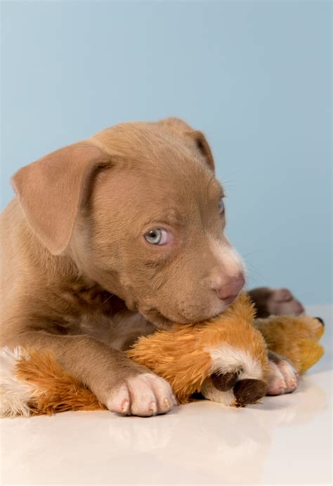 Is A Pitbull Lab Mix Puppy The Right Family Pet For Me?