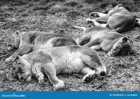 Pride of sleeping lions stock image. Image of africa - 182380425