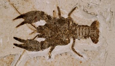 Fossil Arthropod Species - Fossil Butte National Monument (U.S. National Park Service)