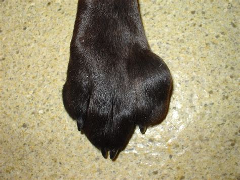 Dog Paw Swollen between Toes, Around Nails | Dogs, Cats, Pets