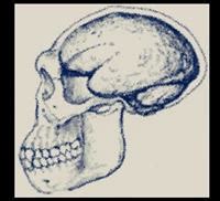 Sejarah Pithecanthropus erectus | Daftar Pustaka