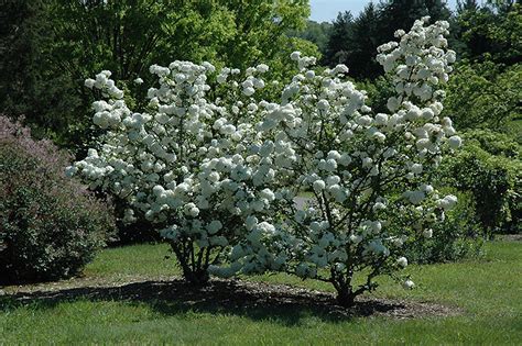 Chinese Snowball Viburnum macrocephalum Sterile 3 Pack | Etsy