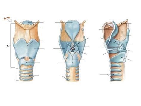 Cartilaginous Structures Of Larynx Diagram Quizlet | The Best Porn Website