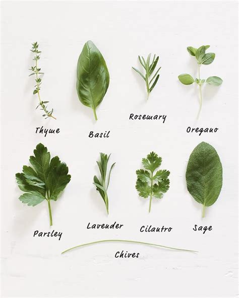 How To Identify 5 Medicinal Plants And Their Uses