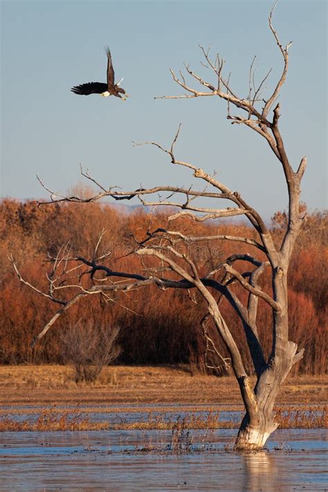 American Bald Eagle Hunting Prey in Bosque Del Apache New Mexico Stock Photo - Image of colorado ...