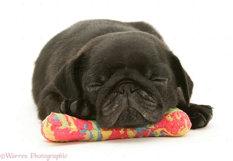 Dog: Pug puppy sleeping on a plastic bone photo WP09794