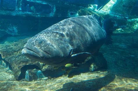 Epinephelus lanceolatus • Fish sheet