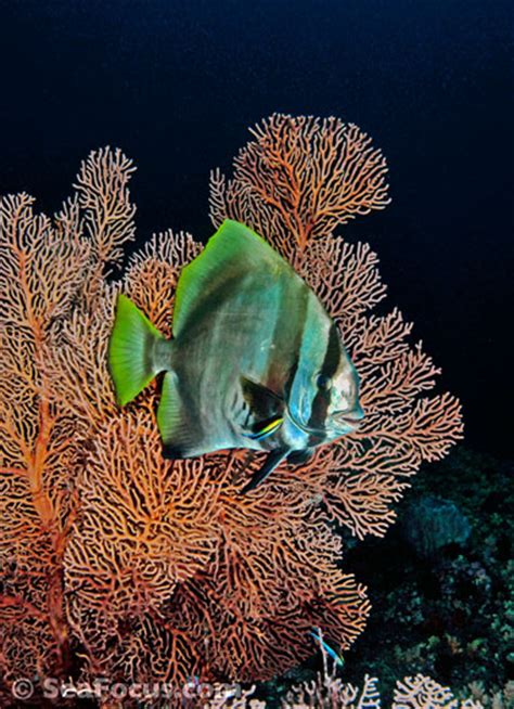 Batfish – image gallery | marine species information | diving photos | underwater videos