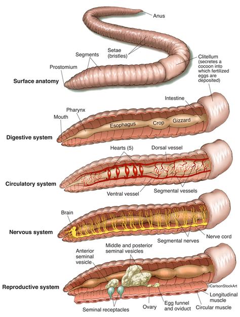 Earthworm Anatomy | Carlson Stock Art