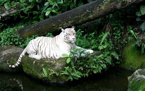 Habitat - White Tiger