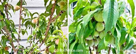 How to Grow Miniature Peach Trees in Containers - Roti n Rice