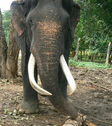 Sri Lankan elephant - Wikipedia