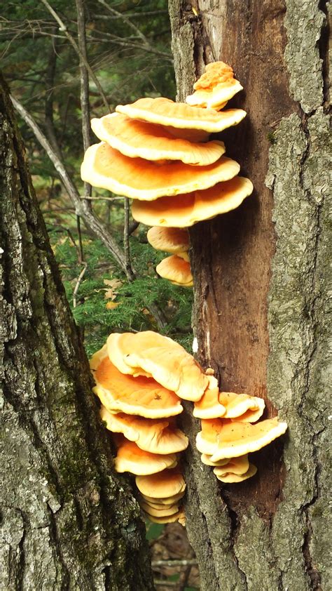 Awesome Orange Tree Fungus | Endless Forms Most Beautiful