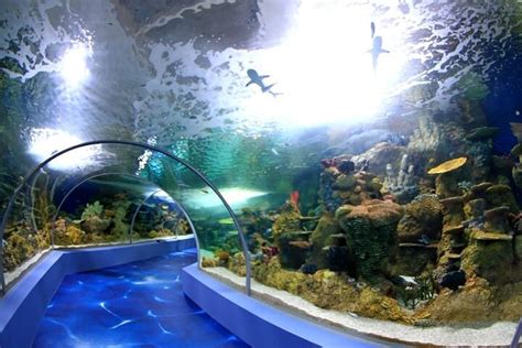 Mauritius Odysseo Oceanarium in Port Louis - Admission Ticket