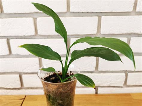 How to Propagate Peace Lily? - Plant Index