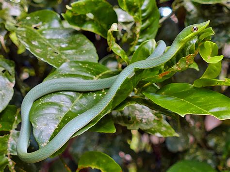 Green Vine Snake – Life List Blog Posts