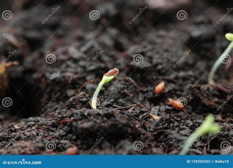 Strawberry Seed Germination Stock Image - Image of sprout, soil: 139305265