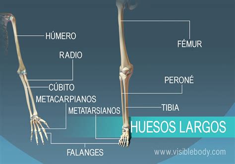 proyector Seguir Metáfora peso de los huesos del cuerpo humano Bosque Migración Centrar