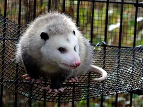 Species: Opossum