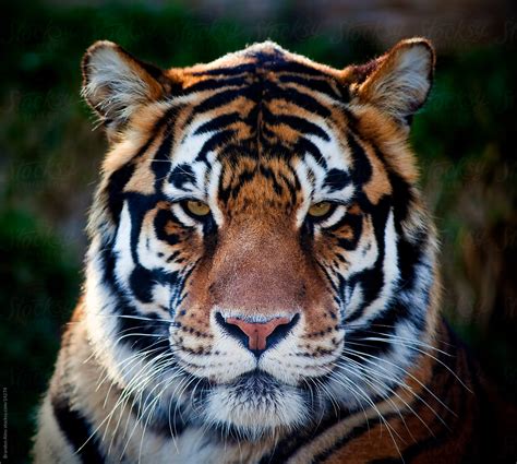 "Bengal Tiger Close Up Portrait" by Stocksy Contributor "Brandon Alms ...