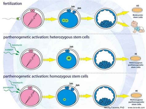 How is Parthenogenesis Done? (ANIMATED)