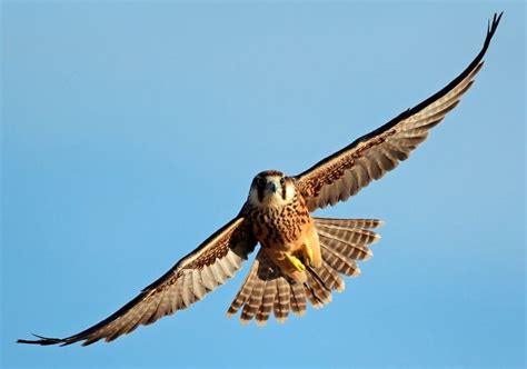 Falcon Symbolism & Meaning (+Totem, Spirit & Omens) | World Birds