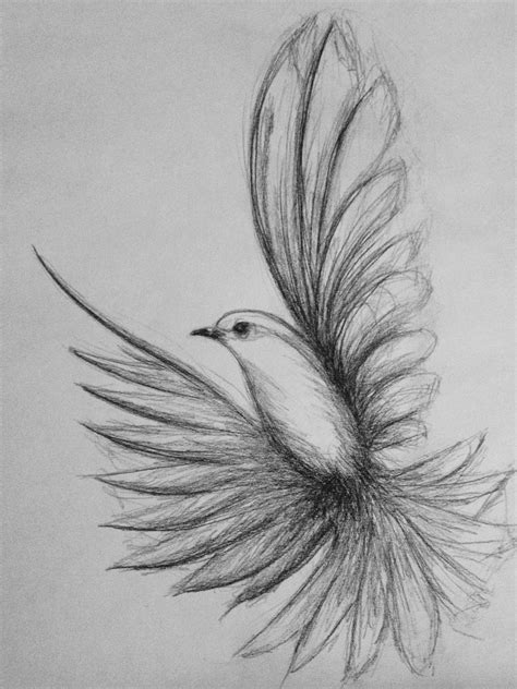 √ Bird Sketches Pencil