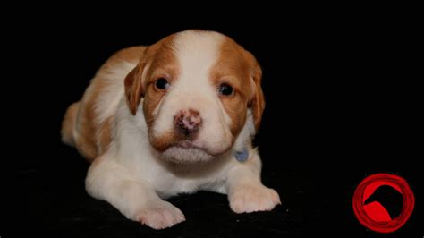 2020 Epagneul Breton Puppies - Mon Amie X Lefty