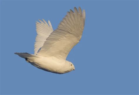 Snowy Owl in Flight — Stock Photo © pictureguy #8928952