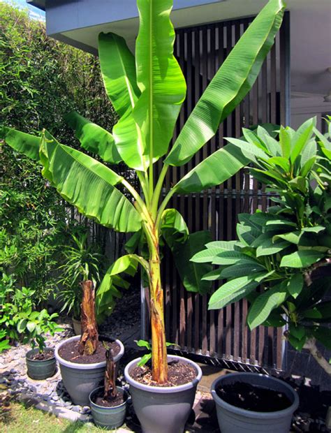 Growing banana tree in containers | How to grow Banana plant | Musa - Naturebring