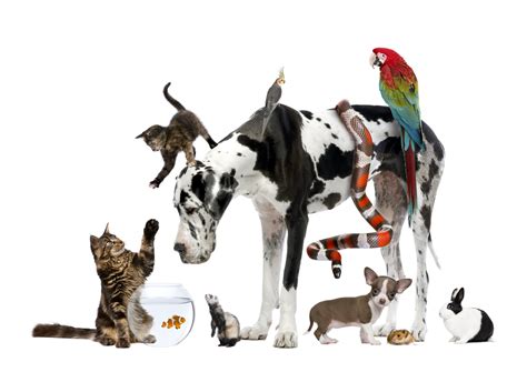 Studio shot of large group of different pets | Lone Tree Veterinary ...