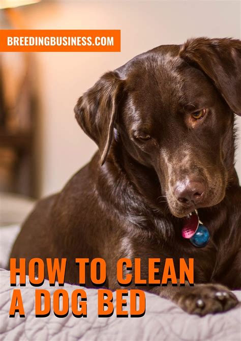 How To Clean A Dog Bed – Why, Steps, How To & FAQs