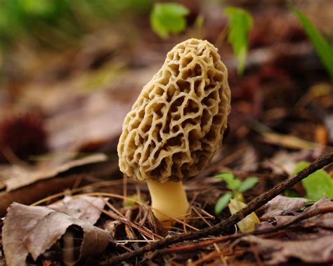 Morel mushroom hunting made easier with Michigan DNR map | 95.3 MNC