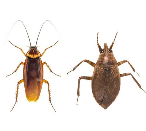 Exactly How to Tell if You’re Dealing With a Cockroach Vs. Water Bug—and What to Do ...