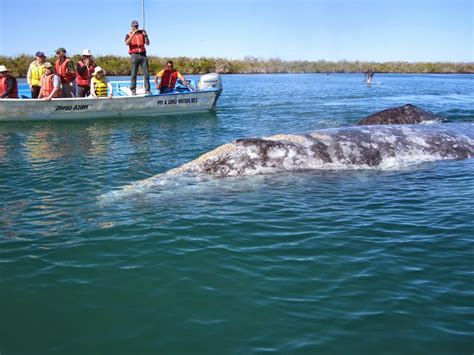 Dar's World: Baja California: Whale Watching and Sea Kayaking