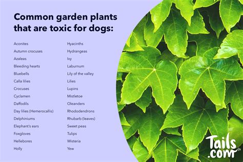 What Garden Plants Are Poisonous To Dogs