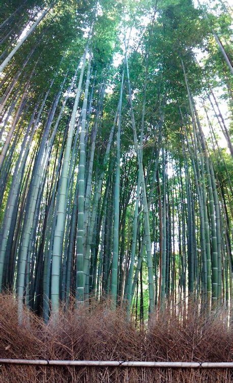 Qué significa el bambú en la Cultura Japonesa?” está bloqueado ¿Qué significa el bambú en la ...