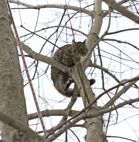 Cat in Tree Quickly Warms Up To ARL Rescue Team - Animal Rescue League of Boston