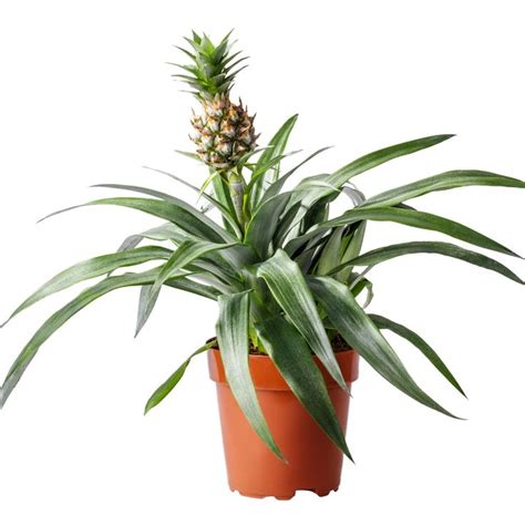 How do I care for my Pineapple plant? | Pineapple planting, Pineapple plant care, Plants