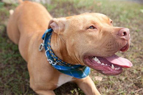 How Much Do Pitbulls Shed? - PitBullTribe.com