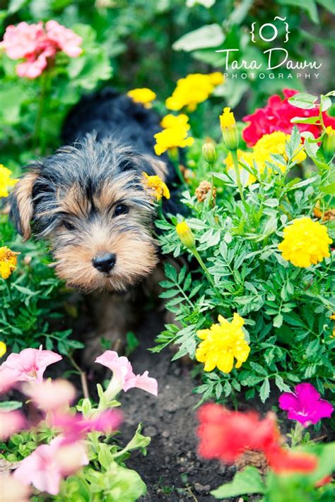 Cute puppy with pretty flowers | Cute puppies, Puppies, Dogs and puppies