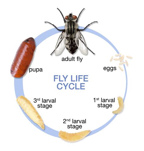 Life Cycle Of A Fly Diagram