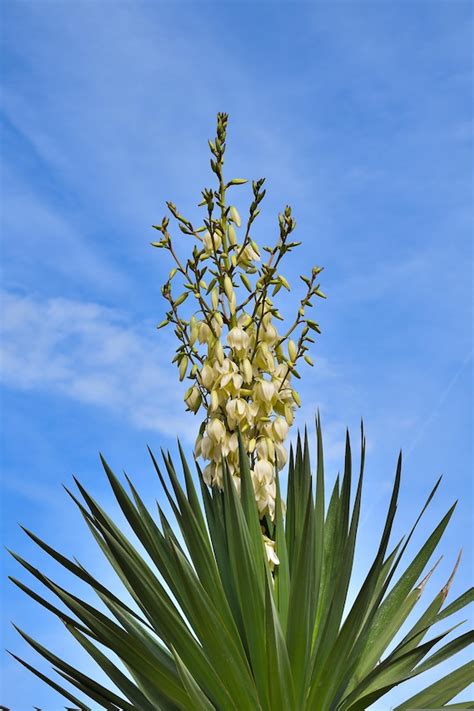 Yucca Plant Root