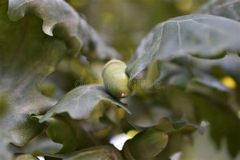 Green Nuts Acorns of Oak on a Tree. Beautiful Oak Seeds Stock Photo - Image of bright, botanical ...