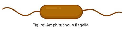 Flagella: Structure, Types, Arrangement, Functions, Examples